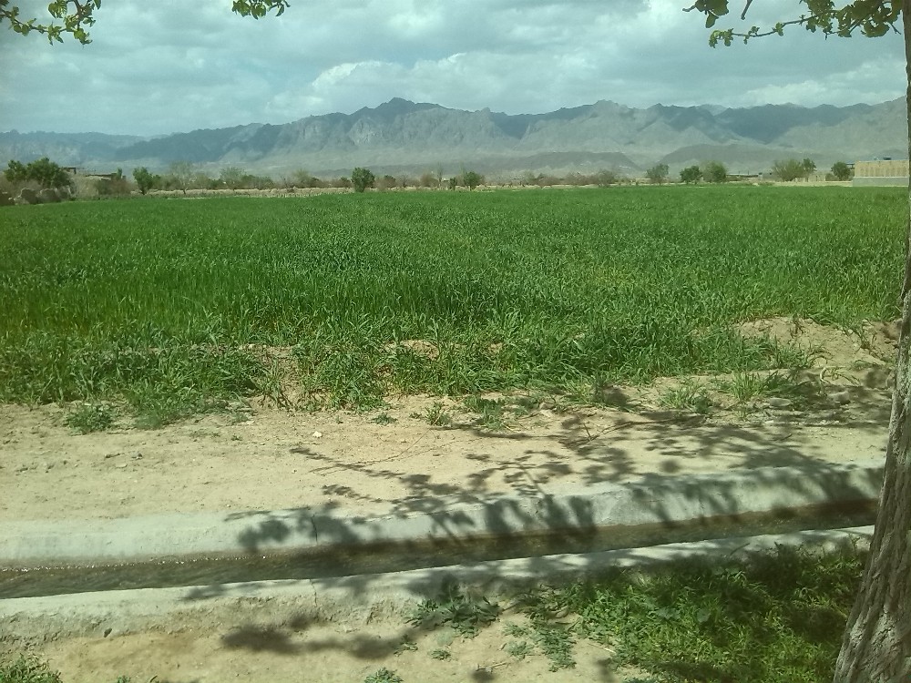 میدان مطهری کاشمر
