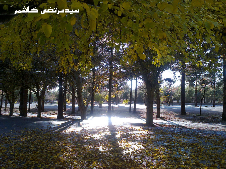 سیدمرتضی کاشمر