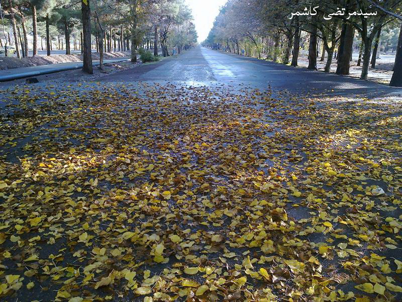 سیدمرتضی کاشمر